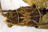 CollectionObject 1500479; 28eb1944-fbac-4585-95cf-3d9960f9e403: male pronotum, dorsal view (holotype). (CollectionObject).