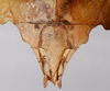 CollectionObject 1563794; c9f49ec7-324b-4302-8b63-77e530001e1f: copyright MSNG, Genoa. female: end of abdomen, ventral view (holotype). (CollectionObject).