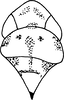 Head: !! display not done !! on Hymetta balteata McAtee, 1919: Head, pro-, and mesothorax. (Observation).