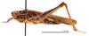 CollectionObject 1578314; f3606774-06a4-4bfe-a5ab-c85220dbabc2: female, lateral view (holotype of Chorthippus hirtus mongolicus Steinmann, 1967). (CollectionObject).