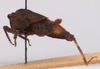 CollectionObject 2627868; CNMS 3124, 79d94e4f-cef6-49d8-8b29-64a1499a6027: lateral view. fmale (paratype). (CollectionObject).