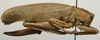 CollectionObject 1535099; 171967d3-fd2a-4d25-9a54-3bdb21eaa2b5: female, lateral view (holotype). (CollectionObject).