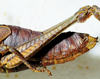 CollectionObject 1498817; d9801811-edea-4dbe-8727-8ee644bd931e: female, abdomen, lateral view. (CollectionObject).