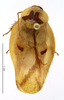 CollectionObject 1587326; MNHN(SF IMPORT DUPLICATE) MNHN-EP-EP1338, 122a9bd9-a67b-45c7-a6e1-fb602af0a751: CC BY-NC-ND 4.0/MNHN - Depraetere Marion - 2014. Paratype, male, of fourcarti Grandcolas, 1994. Specimen number: MNHN-EP-EP1338. http://coldb.mnhn.fr/catalognumber/mnhn/ep/ep1338. (CollectionObject).