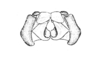 Jivarus alienus (Walker, 1870): Fig. 47. aedeagus, caudal view. (Otu).
