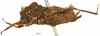 CollectionObject 1521830; OUM 692, 9880cc0b-6556-46cb-81bd-a0f328c92f1b: female, lateral view (holotype of Tettilobus spinifrons). (CollectionObject).