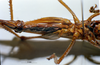 CollectionObject 1507389; cab3698e-c428-45d1-88e2-23186bc29631: female ventral view (holotype). (CollectionObject).