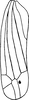Forewing: !! display not done !! on Alconeura (Alconeura) rotundata Ball & DeLong, 1925: Forewing. (Observation).