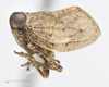 Habitus, lateral view on Exortus punctifer (Walker, 1851): (Observation).