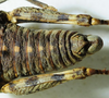 CollectionObject 1498691; 9914b6e8-c948-4d4d-9f24-2158393f9103: abdomen, dorsal view. (CollectionObject).