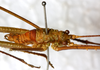 CollectionObject 1531825; ea2b4688-2e7c-4322-8ddc-5914932c3c80: male, dorso-lateral view (holotype). (CollectionObject).
