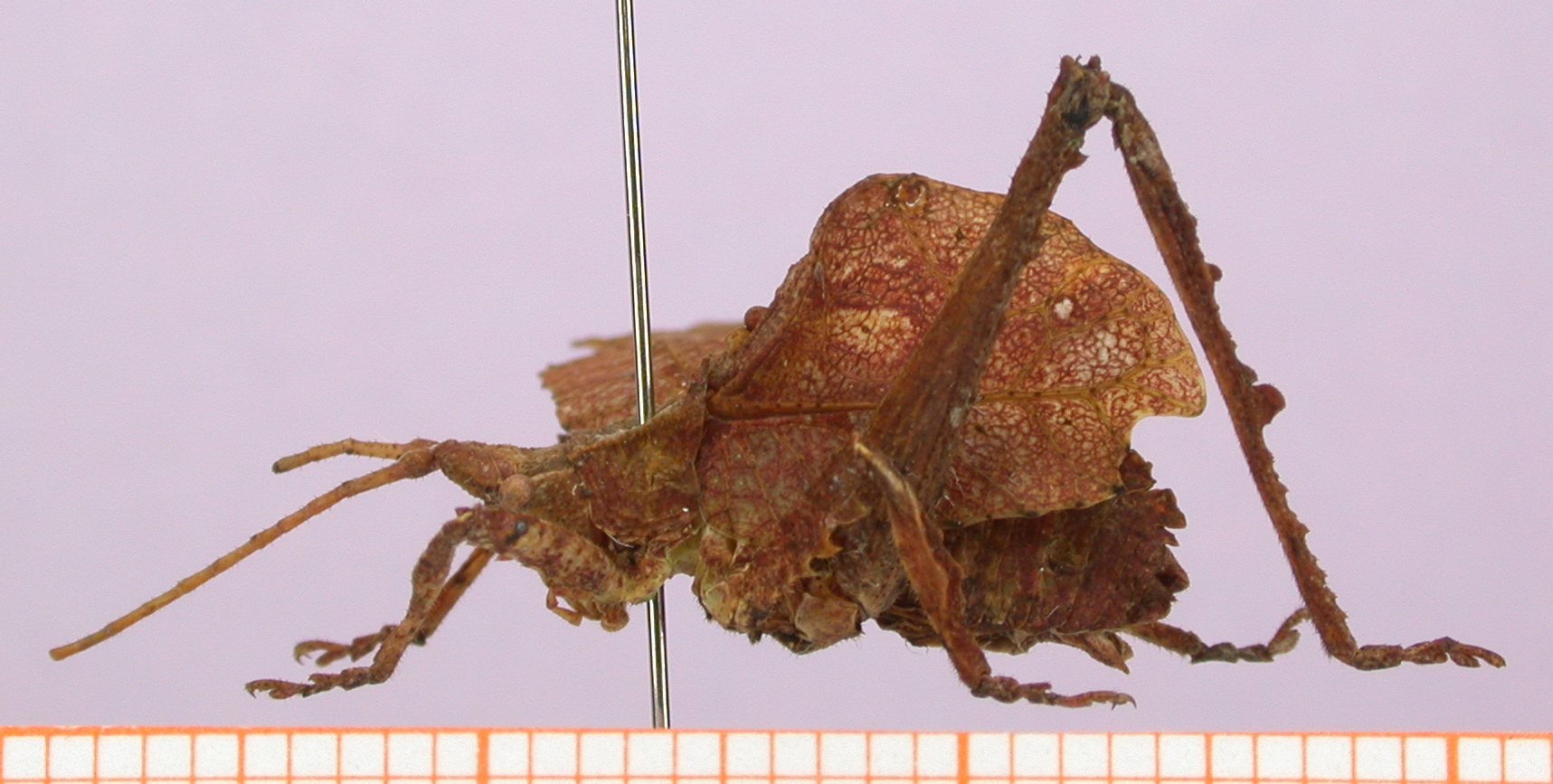 male, lateral view (holotype). Depicts CollectionObject 1479276; 0d5b4cf4-8ae0-43b3-9225-2417272c7729, cbt003s04, a CollectionObject.