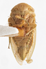 Habitus ventral view on Momoria rufoscutellata (Baker, 1900): (Observation).