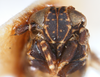 Head on Bakerella maculata Crawford, 1914: (Observation).