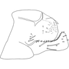 Pygofer, lateral view on Anufrievia curva Yang & Zhang, 2018: Pygofer, lateral view. (Observation).