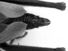 CollectionObject 1533736; 4d210126-9487-4911-bbfe-fb6750c63df5: Image Carbonell, C.S. female abdomen end, dorsal view. (CollectionObject).