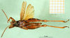 Eucoptacra minima Ramme, 1941: male, ventral view (holotype). (Otu).