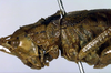 CollectionObject 1500395; eec3e4ed-5cfb-4784-9c80-6521a052e34e: female pronotum, lateral view (holotype). (CollectionObject).