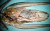 CollectionObject 1502235; 4a06850b-6de6-4898-89fd-e0cc0ddd6eb6: male abdomen, ventral view (paratype of Poecilimon albanicus). (CollectionObject).