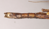 CollectionObject 1563139; 0872858b-3c8b-4f76-ab9a-0476d53970bf: copyright Natural History Museum, London. male: end of abdomen, dorsal view of Oxyartes lamellatus (paralectotype). (CollectionObject).;CollectionObject 1563140; e690f7dd-2212-4cc5-a841-85c694de7525: copyright Natural History Museum, London. male: end of abdomen, dorsal view of Oxyartes lamellatus (paralectotype). (CollectionObject).