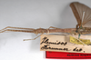 CollectionObject 1558941; a4f8c9ce-3e00-4566-a715-7e9bb44b7f56: copyright MNHU, Berlin. female: head & thorax, lateral view (holotype). (CollectionObject).