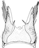 Pygofer ventral appendages, ventral view on Paramesus obtusifrons (Stål, 1853): Pygofer ventral appendages, ventral view. (Observation).