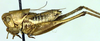 CollectionObject 1500454; 7247790b-5146-4f37-b2b6-1dec33d2b0a1: male, lateral view (holotype). (CollectionObject).