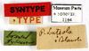 CollectionObject 1587231; MNHN(SF IMPORT DUPLICATE) MNHN-EP-EP1164, e3a1d357-5a2b-4fa5-aacf-cdfdc192e489: CC BY-NC-ND 4.0/MNHN - Depraetere Marion - 2014. Syntype, female, of luteola Blanchard, 1837. Specimen number: MNHN-EP-EP1164. http://coldb.mnhn.fr/catalognumber/mnhn/ep/ep1164. (CollectionObject).