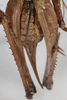 CollectionObject 2376971; 40ae0fbc-a9a1-412d-9ba3-14d71215e6f1: Female, ventral view (syntype). (CollectionObject).