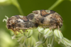 Live specimen on Cyrtolobus gramatanus Woodruff, 1924: (Observation).