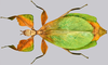 CollectionObject 1591393; e8061657-c81a-457e-94d9-a3708834eef6: copyright IMQC Montreal. female, dorsal view (holotype). (CollectionObject).