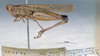 CollectionObject 1520581; 741c8919-24a4-4aac-8da7-9f67d259c943, NHMUK3235049: male, lateral view. (CollectionObject).
