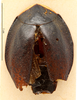 CollectionObject 1587221; MNHN(SF IMPORT DUPLICATE) MNHN-EP-EP1160, 5245fef0-a546-4fca-86cd-c8257cc013e4: CC BY-NC-ND 4.0/MNHN - Depraetere Marion - 2014. Holotype, male, of nigra Blanchard, 1837. Specimen number: MNHN-EP-EP1160. http://coldb.mnhn.fr/catalognumber/mnhn/ep/ep1160. (CollectionObject).