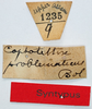 CollectionObject 1506083; 7fd1c47f-65ee-4ec5-99a6-c6e606cbdbfc: labels (syntype). (CollectionObject).