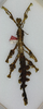 CollectionObject 1562302; ed2892c5-ece4-4ca8-91c3-c4a3cd795c01: copyright ANSP. female (holotype). (CollectionObject).