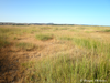 CollectionObject 1591184; 83d26827-2ed1-4ea9-8a4b-25be95deeb0d: habitat (BG: Tundzha valley, Nedyalsko). (CollectionObject).