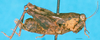 CollectionObject 1568340; e205bdff-a995-4541-9c90-1155db8d7b76: female, lateral view. (CollectionObject).