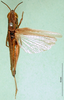 CollectionObject 1569856; 7b656194-100c-4460-a7d9-582d280ca7b3: female, dorsal view (syntype). (CollectionObject).