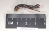 CollectionObject 1559939; NHMUK(SF IMPORT DUPLICATE) 845283, ffe8ccdc-bd45-469a-a9cd-2cf4a2ee2091: copyright Natural History Museum, London. female, lateral view of Anisomorpha semele (holotype). (CollectionObject).