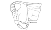 Tristira magellanica (Bruner, 1900): Fig. 22. female head and pronotum, lateral view. (Otu).