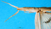 CollectionObject 1501289; 838544be-f956-4edd-998d-b5a0ef908693: female, head and pronotum, dorsal view (holotype). (CollectionObject).