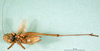 CollectionObject 1500469; be53b7c5-9b8e-4f43-b81b-a5a07f36d210: male, ventral view (holotype of Metrioptera kuntzeni). (CollectionObject).