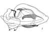 Aedeagus, lateral view on Caravellita saccibuccis (Emeljanov, 2007): (Observation).