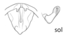 Melanoplus sol Otte, 2012: male genitalia. (Otu).