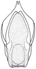 Loboschmidtia milleri (Descamps, 1964): Fig. 50. ectophallus, dorsal view. (Otu).