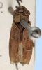Habitus, dorsal view: !! display not done !! on Dechacona Young, 1968: female syntype?: Tettigonia pillipennis, "Columbia", NMHW. (Observation).