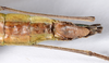 CollectionObject 1562154; 7d65faa0-ce26-449d-9f33-09a9a54ed17d: copyright ANSP. female: end of abdomen, ventral view (holotype). (CollectionObject).