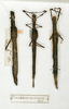CollectionObject 1561007; 6baee5c1-103c-4515-8e27-963c78a78e46: copyright MNHN, Paris. female (holotype, on left). (CollectionObject).