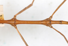 CollectionObject 1561483; 7927adf5-421a-4367-a893-b84f00a7e00d: copyright MHNG Geneva. male: mid-thorax, dorsal view (holotype). (CollectionObject).