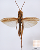CollectionObject 1530782; 628a86e4-0e71-45b1-a69d-e578d6cd9515: female, dorsal view (syntype). (CollectionObject).